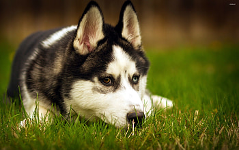 Heterochromia, Siberian Huskies HD wallpaper