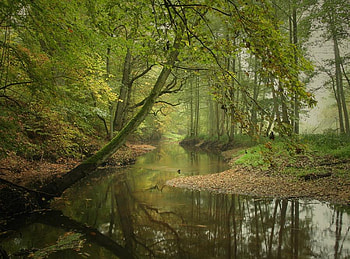 landscape, reflection, nature, spring, water, forest HD wallpaper