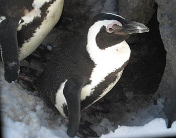 Penguin at Hogle Zoo in Utah, winter, bird, fun, hogle zoo, cute, cold, penguin, snow, utah HD wallpaper
