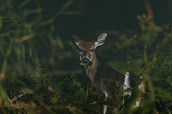 Animals, Food, Grass, Wildlife, Sweetheart, Nice, Deer HD wallpaper