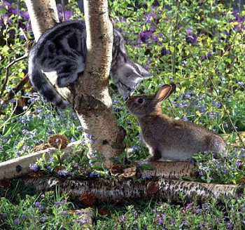 kitty and bunny playing in the spring garden, bunny, animals, garden, catsmkitty, spring HD wallpaper
