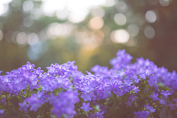 Flowers, Lilac, Blur, Smooth HD wallpaper