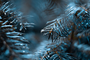 Needle, Drops, Macro, Blur, Smooth, Branch HD wallpaper