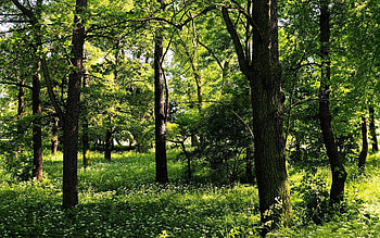 Landscape, Nature, Trees, Summer, Forest, Greens HD wallpaper