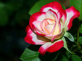 A_Delicate_Rose for Cinzia, white, roses, beautiful, rose, delicate, flower, love, red, nature, flowers, friend HD wallpaper