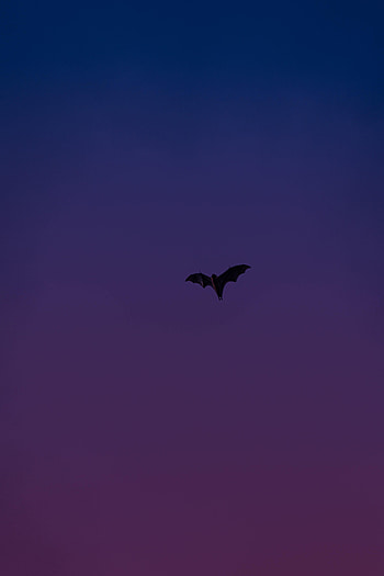 Animals, Violet, Flight, Animal, Purple, Wings, Bat HD phone wallpaper