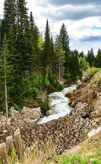 Nature, Rivers, Stones, Forest, Flow, Fir, Spruce, Stream HD phone wallpaper