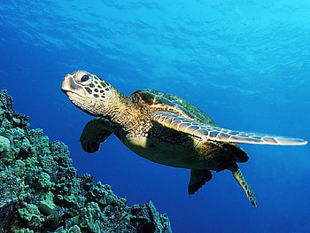 Animals, Turtles, Sea HD wallpaper
