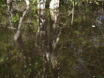 untitle21, reflex, water HD wallpaper