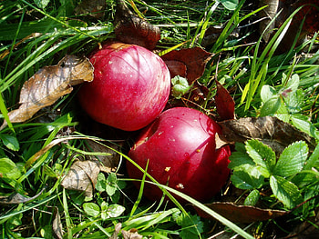 Food, Grass, Autumn, Apples HD wallpaper