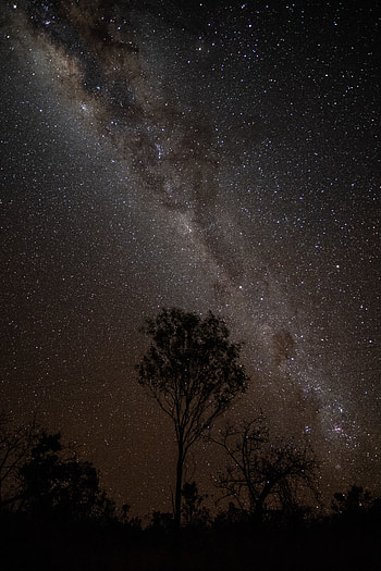 Trees, Stars, Night, Dark, Starry Sky, Milky Way, Outlines HD phone wallpaper