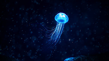 Glowing jellyfish, , Underwater beauty, Jellyfish backgrounds HD wallpaper