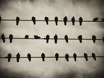 BIRDS, bw, graphy, animals HD wallpaper