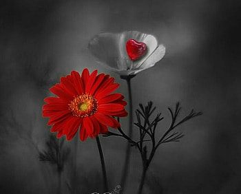 Red Flower, still life, graphy, art, red, flowers, beauty HD wallpaper