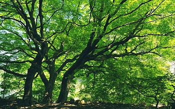 Tree , Perfect background , Nature's masterpiece, Stunning visuals HD wallpaper