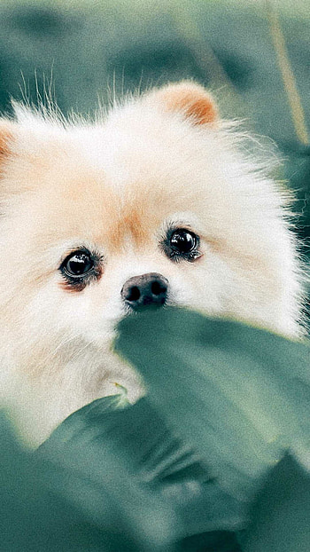 puppy , High resolution, Cute and lovable, Adorable HD phone wallpaper
