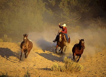 animals, roundup, cow boy, wild horse HD wallpaper