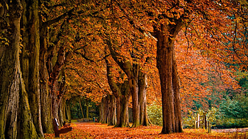 Autumn Background. Autumn Background HD wallpaper