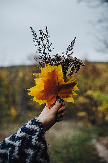 Autumn, Leaves, Hand, Miscellanea, Miscellaneous, Branches, Bouquet HD phone wallpaper