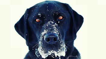 Animals, Snow, Dog, Muzzle HD wallpaper