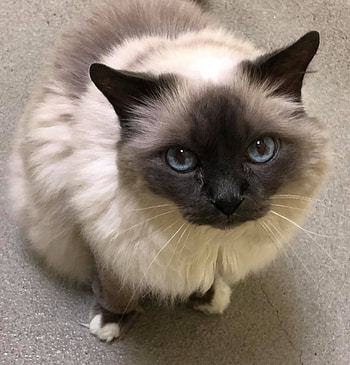 Birman, Christopher Walker, Posted HD phone wallpaper