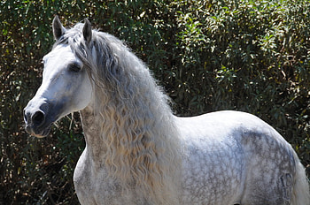 Beautiful Dappled Grey, spanish, andalusian, horses, dappled grey, grey HD wallpaper