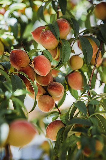 Fruits, Food, Leaves, Peaches, Wood, Tree, Branches HD phone wallpaper