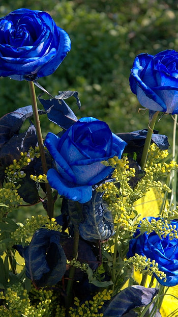 Blue Rose, Blue, Roses Garden, roses, garden HD phone wallpaper