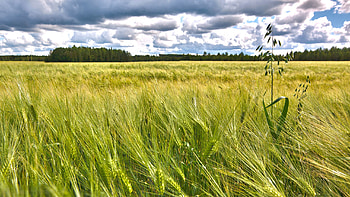 Nature, Field, Ears, Spikes HD wallpaper