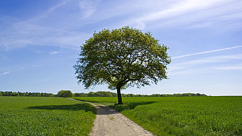 Nature, Wood, Road, Tree, Field, Shadow HD wallpaper