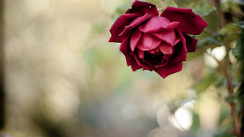 Plant, Macro, Rose Flower, Rose, Petals HD wallpaper