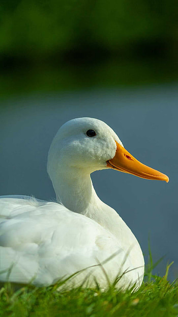 Majestic duck, Elegant plumage, Nature's masterpiece, Brilliant colors HD phone wallpaper