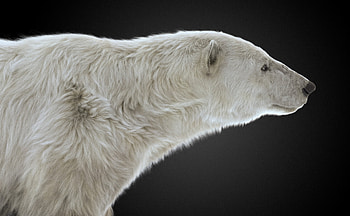 Artistic representation, Majestic polar bear, Creative vision, ArtStation showcase HD wallpaper