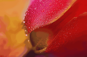 flower, macro HD wallpaper