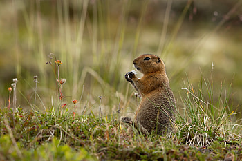 Funny, Animals, Grass, Rodent, Gopher, Arctic Gopher HD wallpaper