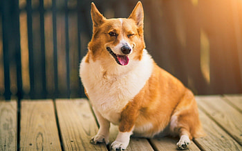 Welsh Corgi, , High-quality backgrounds HD wallpaper