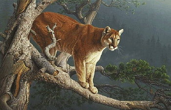 'Wild and beautiful'....., nature, wild, animals, cougars HD wallpaper