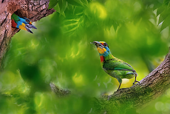 :), couple, pasari, bird, nest, brotastic HD wallpaper
