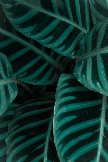 Nature, Leaves, Plant, Striped HD phone wallpaper