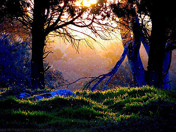 Forest, other, nature, sunset HD wallpaper