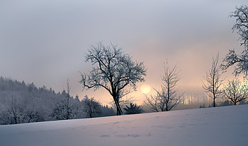 Winter, Nature, Trees, Sunset, Snow, Evening HD wallpaper