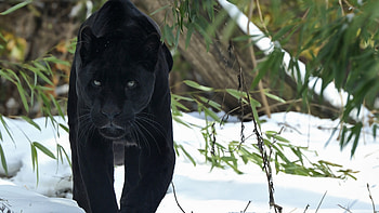 Black Panther, Animal HD wallpaper