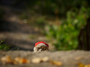 Christmas cat, kitten, sweet, kitty, cats, cute, cat, beautiful, paws, beauty, cat face, pretty, animals, face, lovely, hat HD wallpaper
