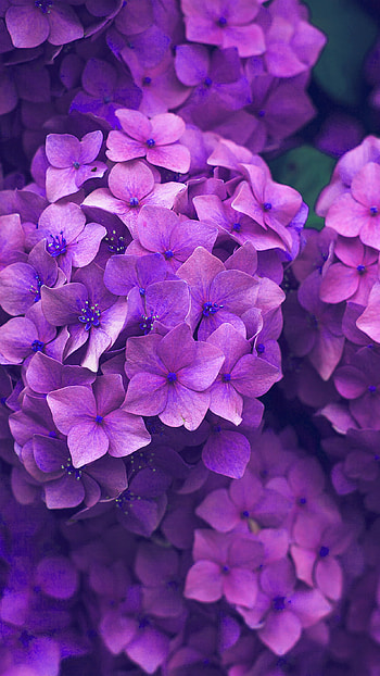 Flower spring , Pink purple nature, Blooming marvel, Serene beauty HD phone wallpaper