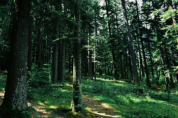 Nature, Trees, Grass, Forest, Path HD wallpaper