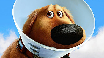 Dug, Up HD wallpaper