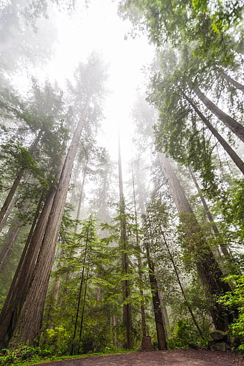 Tall redwood trees shrouded in mist, creating a serene and majestic forest landscape. HD phone wallpaper