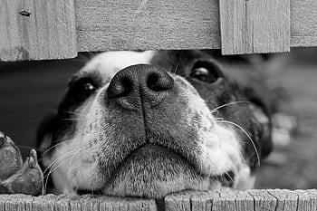 Adorable dog peeking through a wooden fence in black and white close-up. HD wallpaper