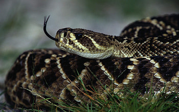 Venomous snake , Dangerous reptiles, High-quality , background HD wallpaper