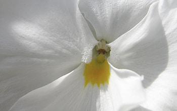 White Flower, graphy, petals, flower, , close up HD wallpaper